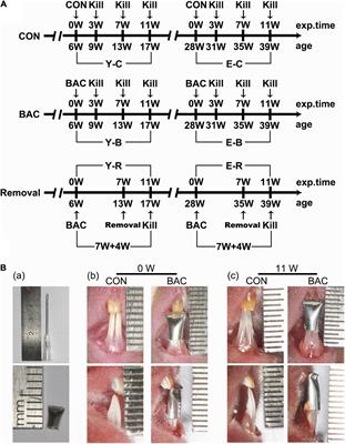 Elder Mice Exhibit More Severe Degeneration and Milder Regeneration in Temporomandibular Joints Subjected to Bilateral Anterior Crossbite